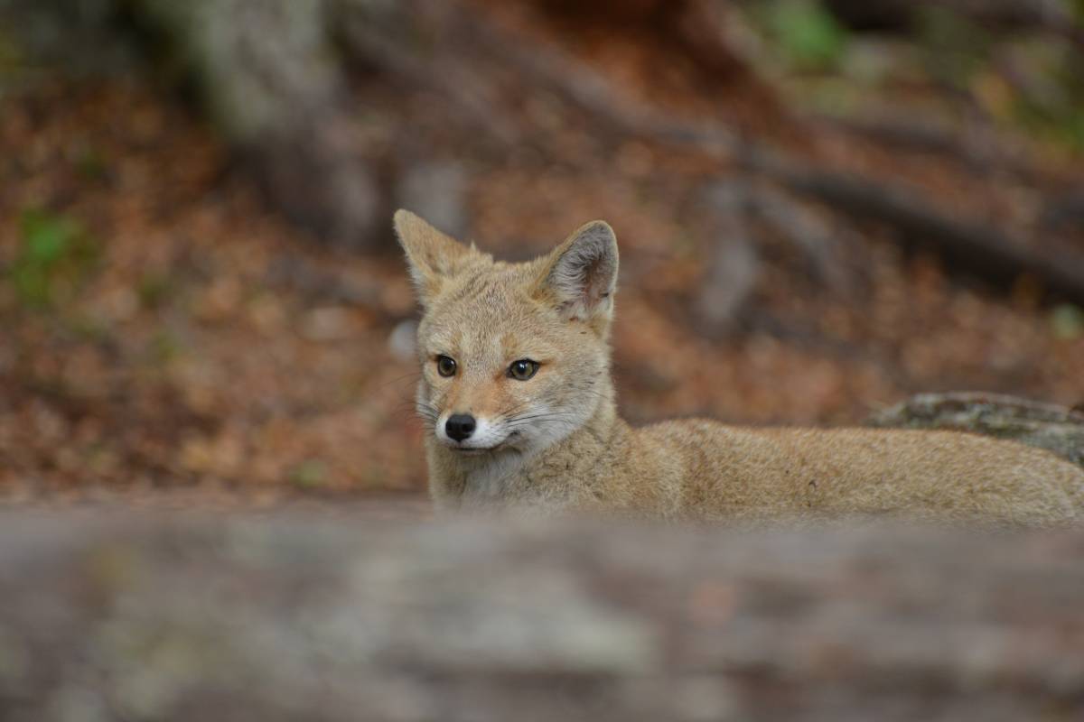 Excursion Lagos 4x4 Off-Road (USHUAIA) - Imagen 4