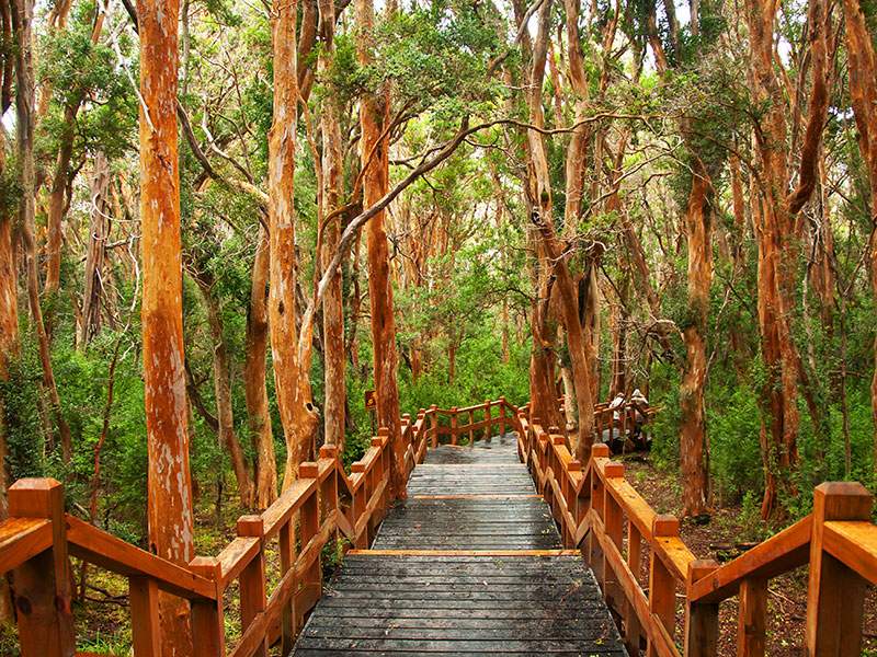 Isla Victoria y Bosque de Arrayanes - Imagen 2