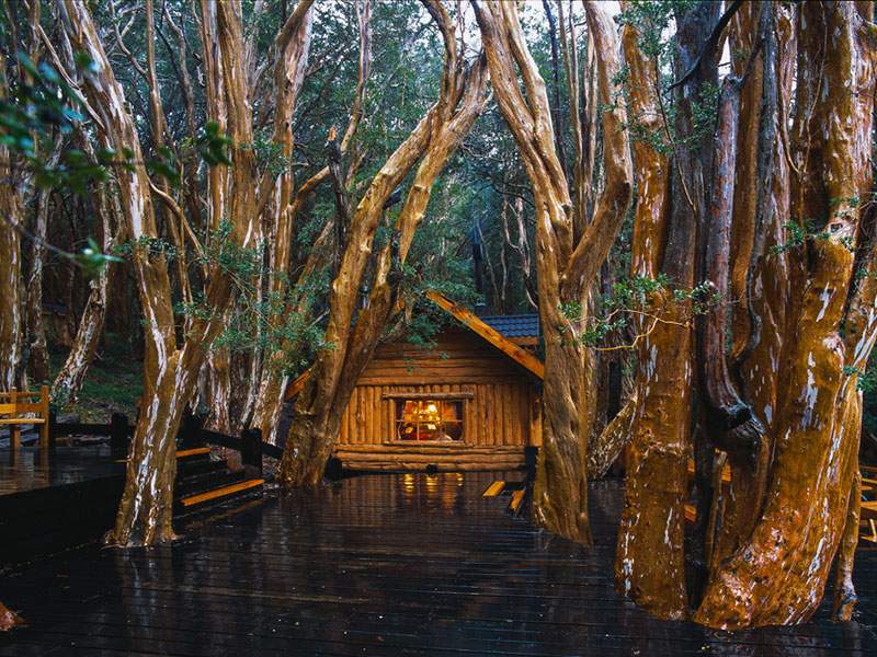 Isla Victoria y Bosque de Arrayanes - Imagen 4