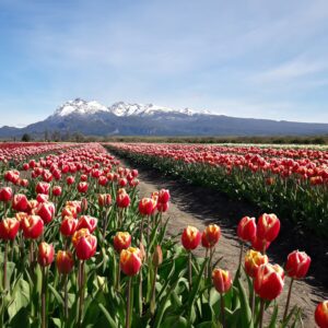 Excursion a Trevelin Full Day con Tulipanes