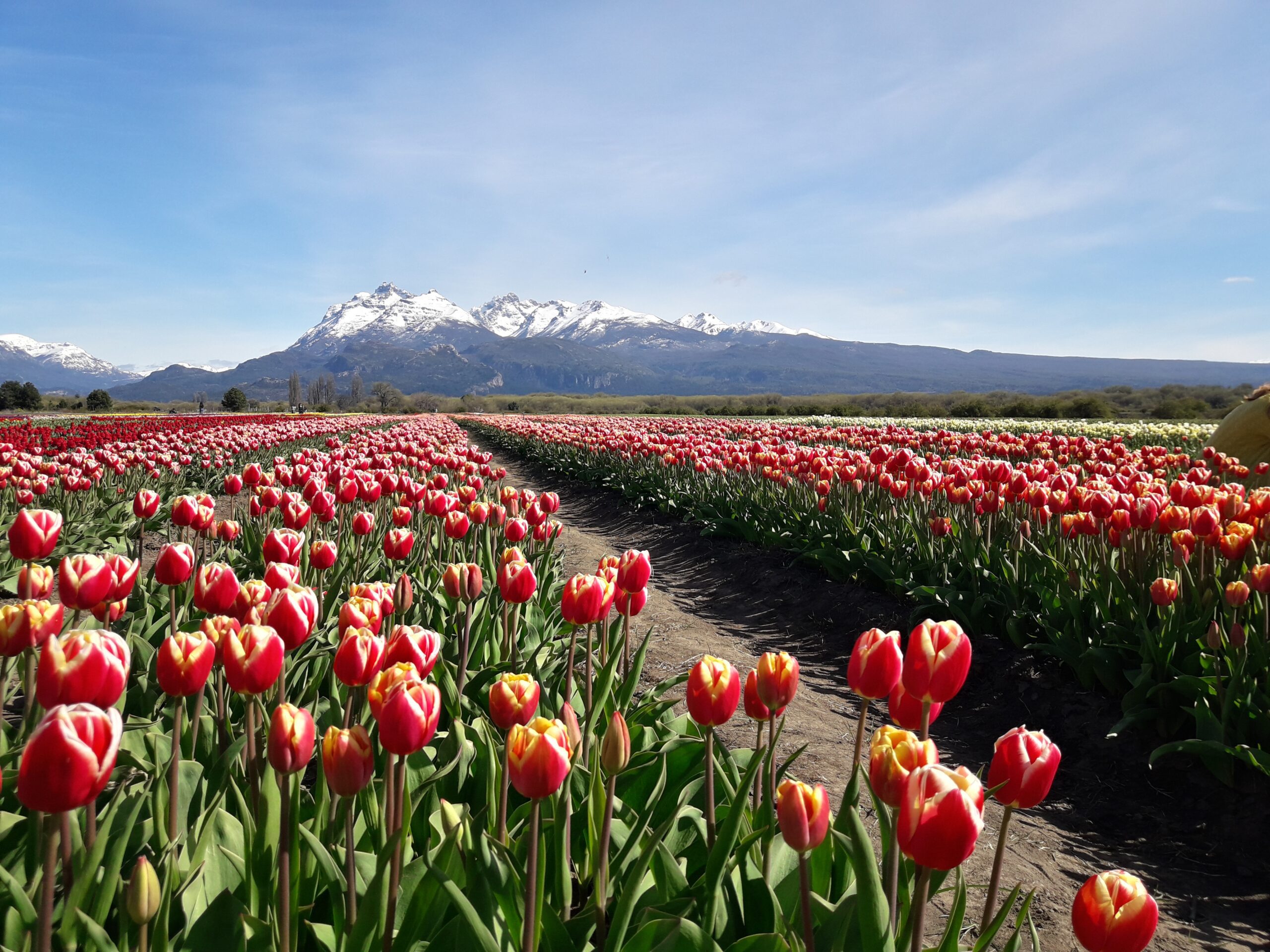 Excursion a Trevelin Full Day con Tulipanes