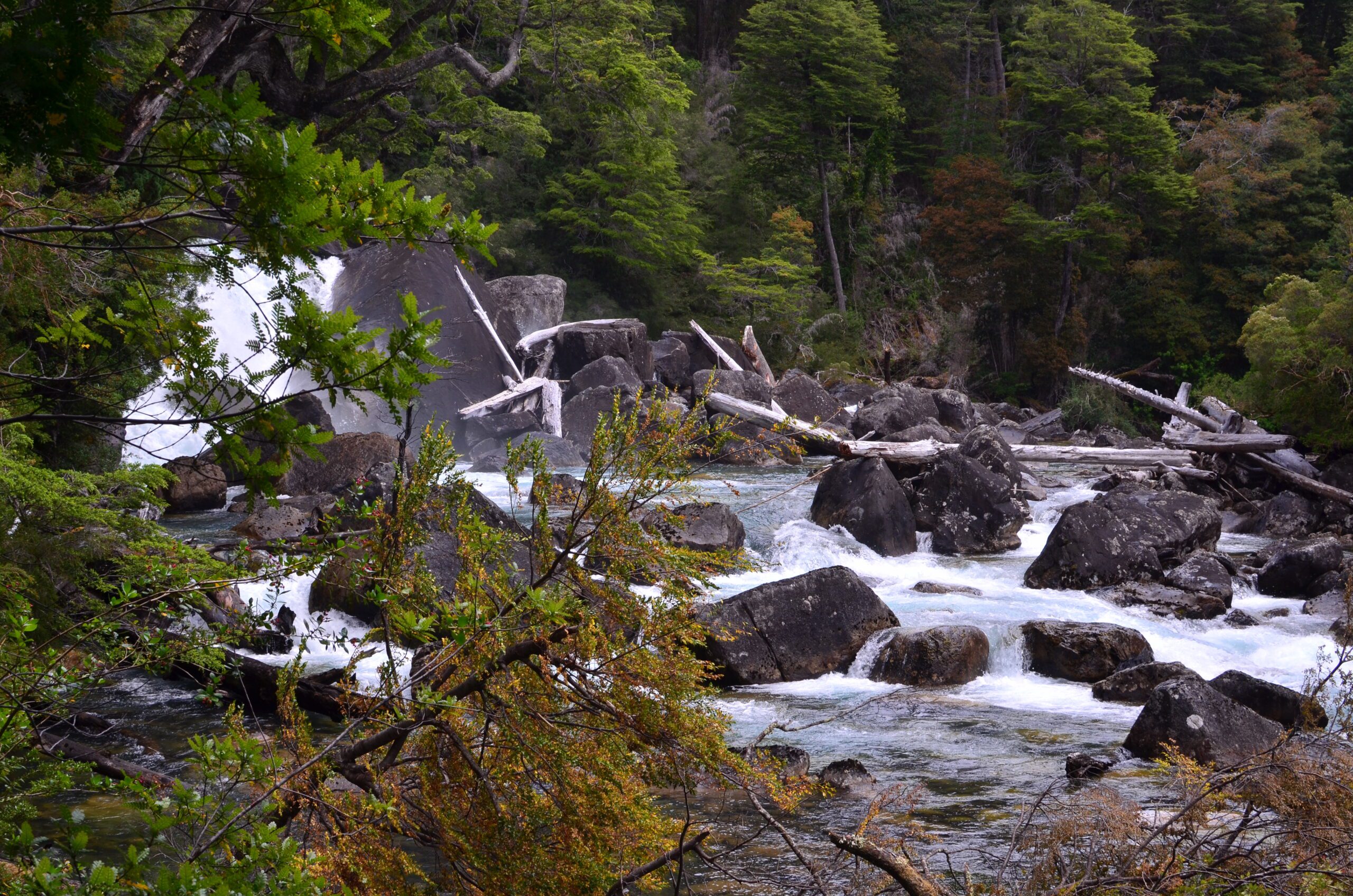 Excursion al Parque Nacional Los Alerces. Full Day - Imagen 8