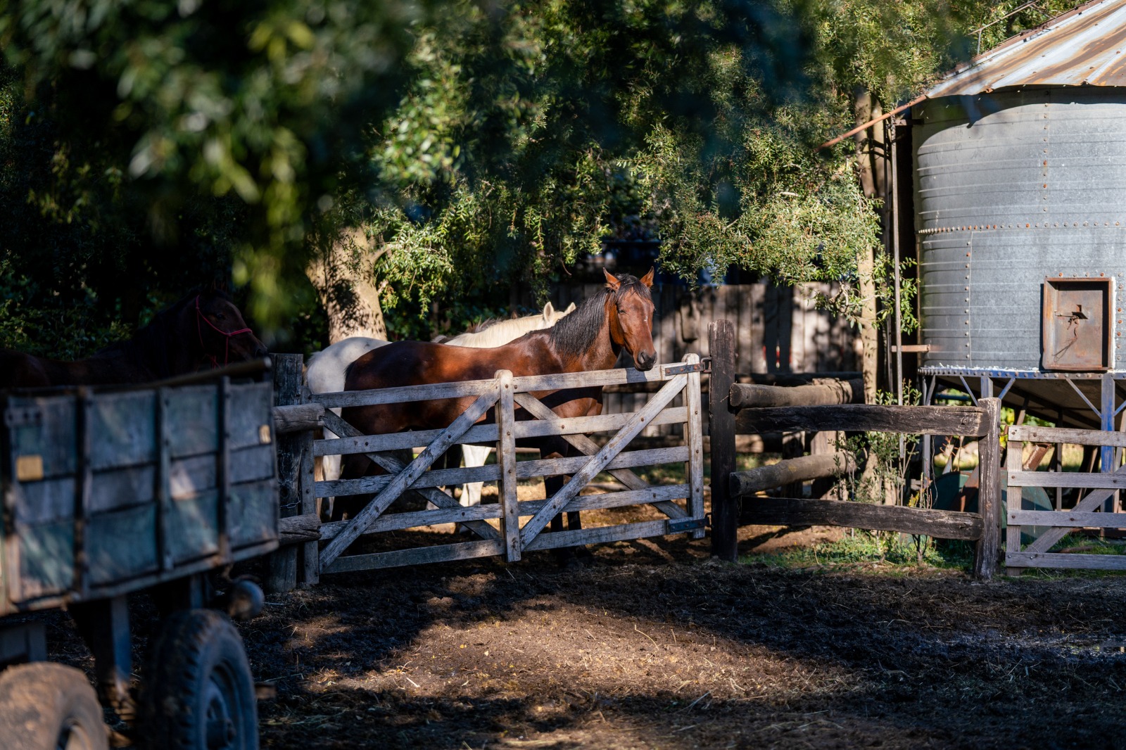 Cabalgatas en KM 15 Av. Bustillo. - Imagen 15