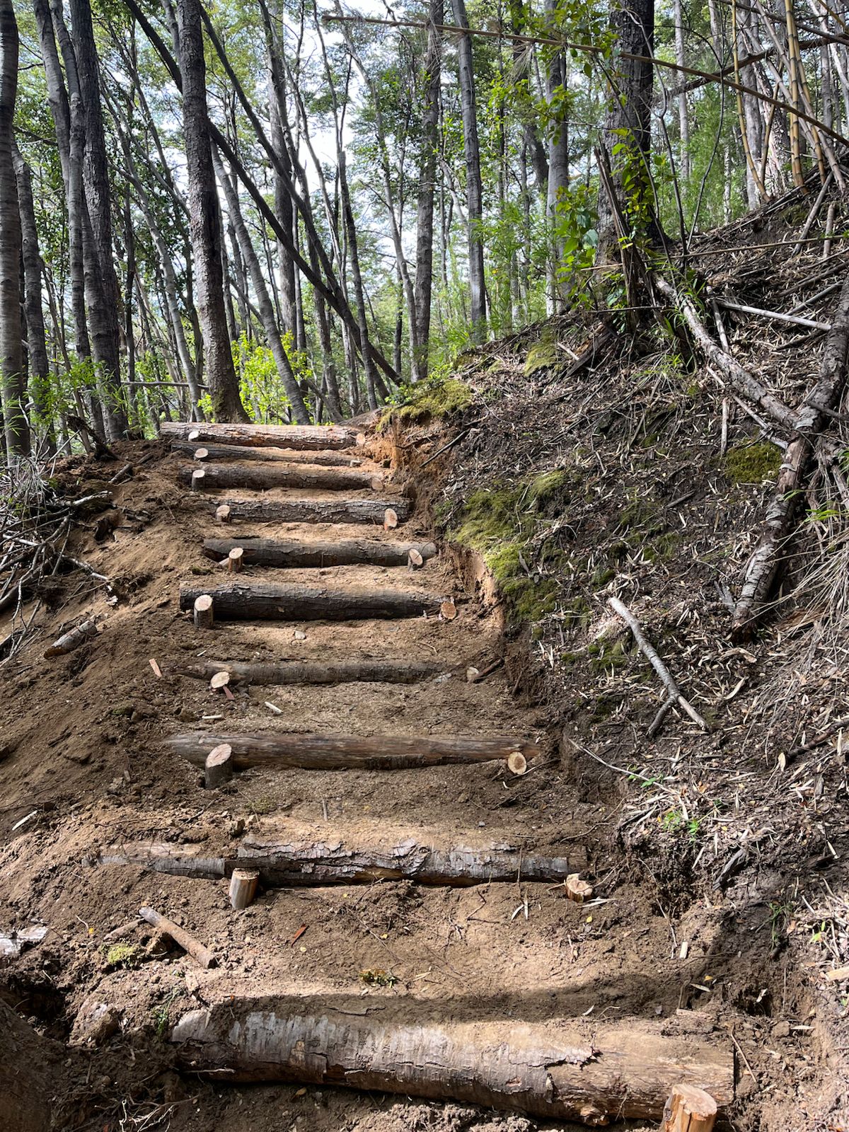 🌲 Excursion Alerces Milerarios. Parque Nacional Los Alerces 🏔️ - Imagen 8