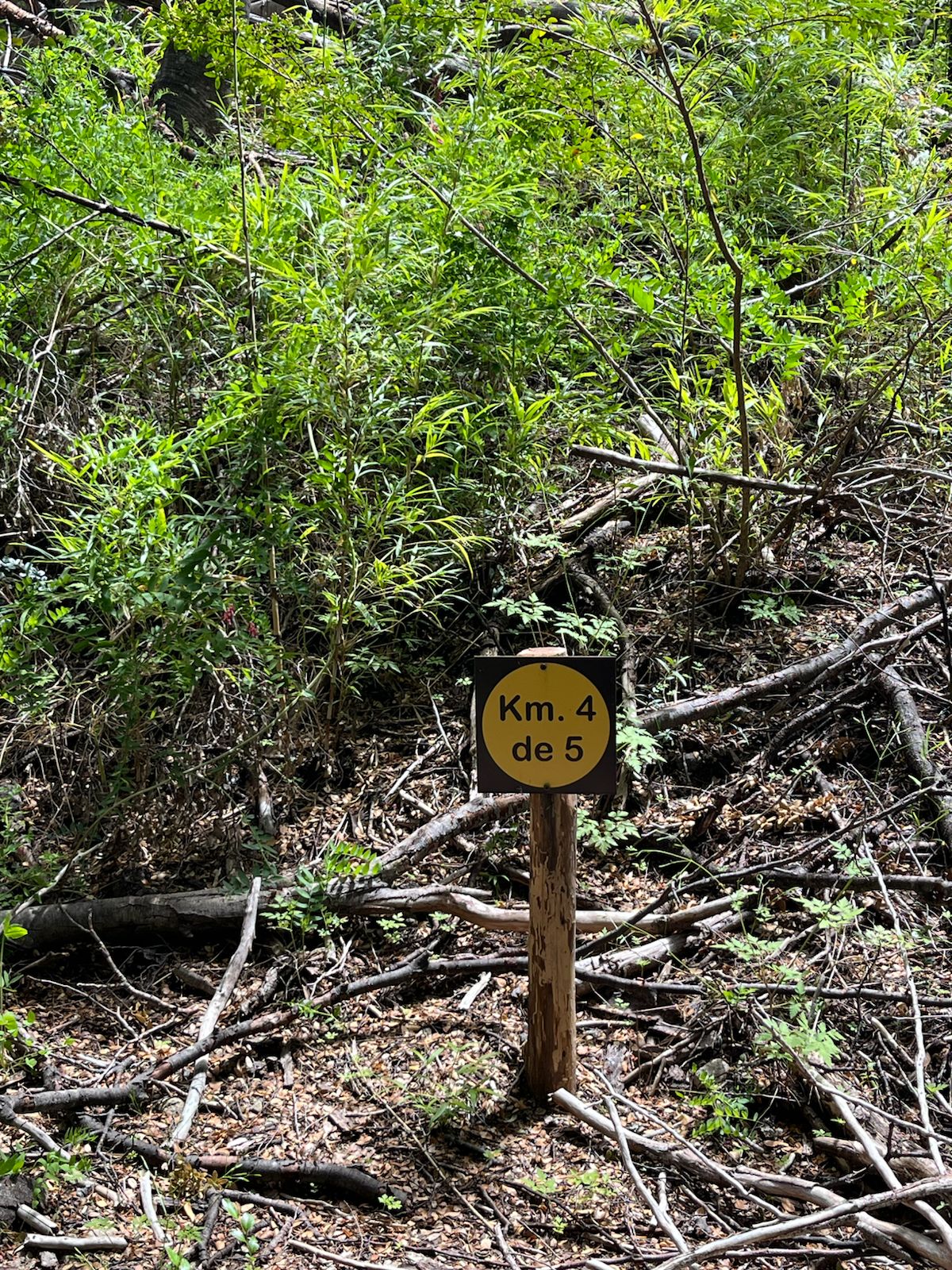 🌲 Excursion Alerces Milerarios. Parque Nacional Los Alerces 🏔️ - Imagen 9