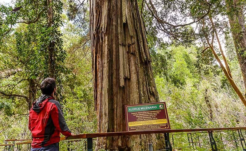 🌲 Excursion Alerces Milerarios. Parque Nacional Los Alerces 🏔️ - Imagen 6
