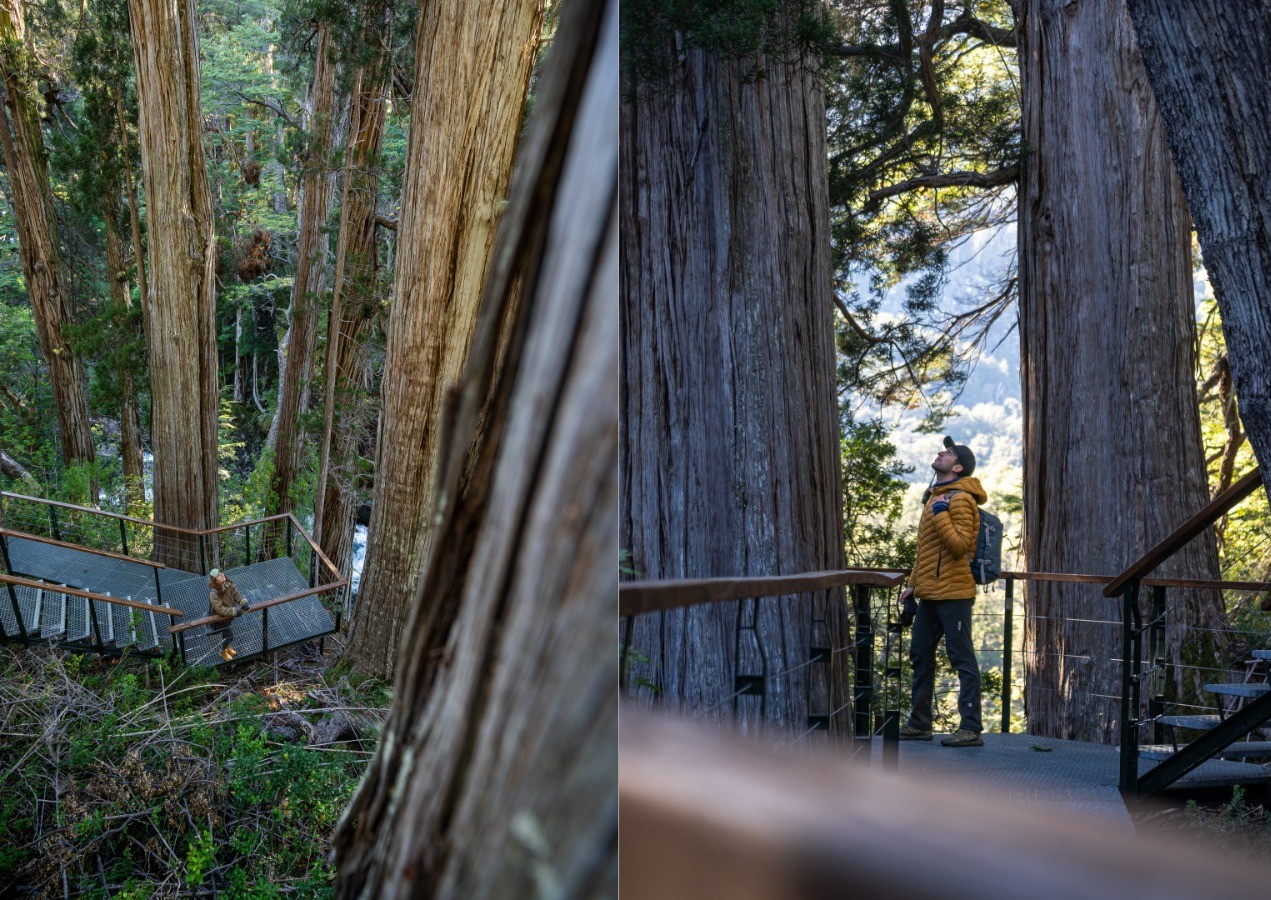 🌲 Excursion Alerces Milerarios. Parque Nacional Los Alerces 🏔️ - Imagen 3