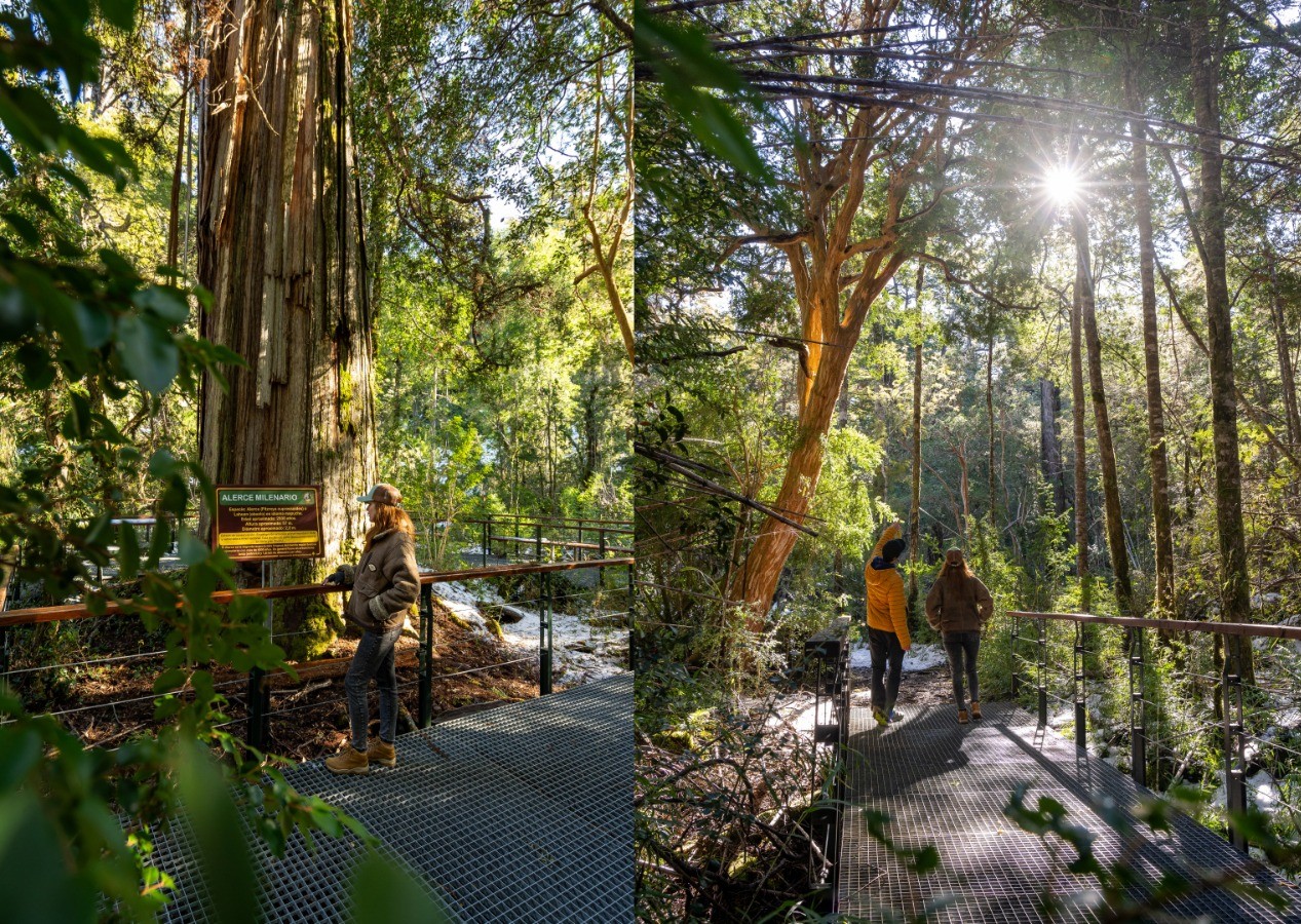 🌲 Excursion Alerces Milerarios. Parque Nacional Los Alerces 🏔️ - Imagen 2